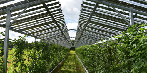 Berita perusahaan terbaru tentang Solar skala kecil baik untuk lingkungan, tapi agrivoltaics mungkin lebih baik